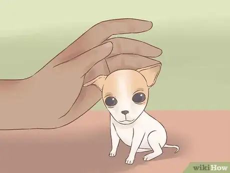 Imagen titulada Care for Your Chihuahua Puppy Step 7