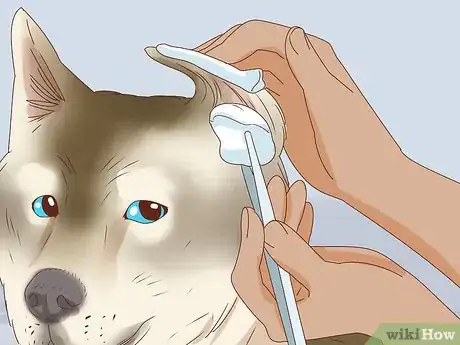 Imagen titulada Care for a Dog's Torn Ear Step 16