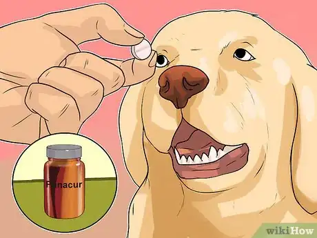 Imagen titulada Diagnose Whipworms in Dogs Step 7