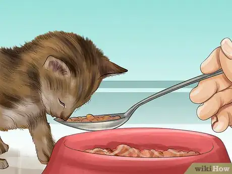 Imagen titulada Introduce Solid Food to Kittens Step 9