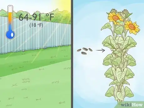 Imagen titulada Plant Sunflower Seeds Step 1