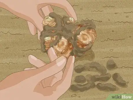 Imagen titulada Winterize Calla Lily Bulbs Step 3