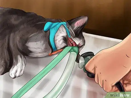 Imagen titulada Help a Cat That Swallowed String Step 6