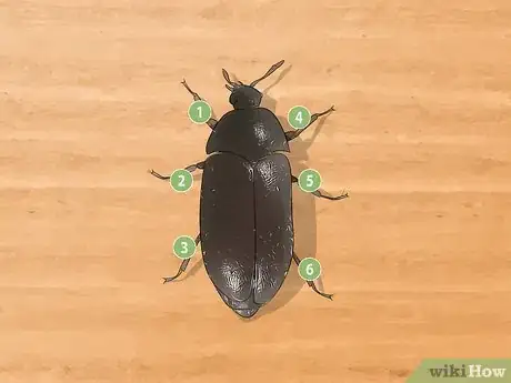 Imagen titulada Identify Beetles Step 3