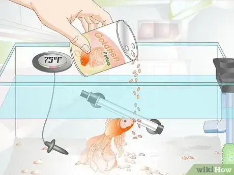 Imagen titulada Care for a Fantail Goldfish Step 5