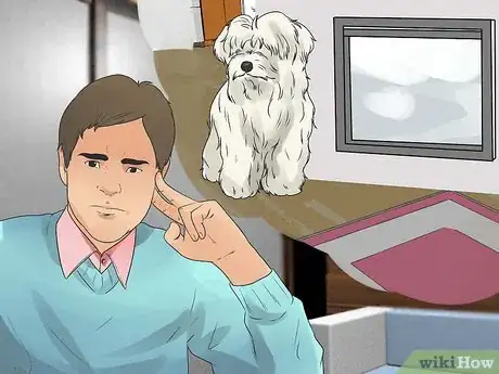Imagen titulada Care for a Maltese Dog Step 2