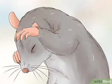 Imagen titulada Choose Between a Pet Mouse or Pet Rat Step 4