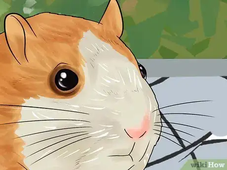 Imagen titulada Determine if Your Hamster Is Blind Step 3