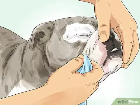 Imagen titulada Clean a Bulldog's Face Folds Step 7