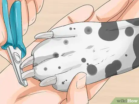 Imagen titulada Care for a Dalmatian Step 12