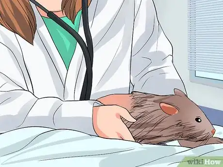 Imagen titulada Stop a Guinea Pig from Shedding Step 13