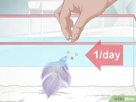 Imagen titulada Feed a Betta Fish Step 4