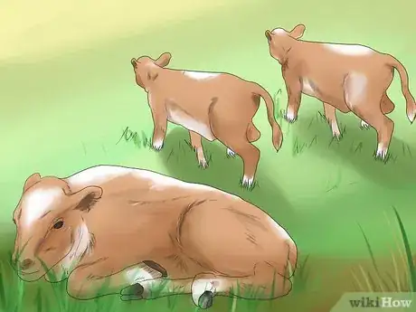 Imagen titulada Diagnose and Treat Scours in Calves Step 2