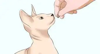 bañar a un gato esfinge