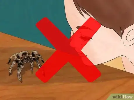 Imagen titulada Pick up a Tarantula Step 5