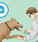 quitar goma de mascar del pelo de tu perro