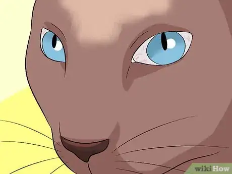 Imagen titulada Diagnose Eyelid Conditions in Cats Step 8