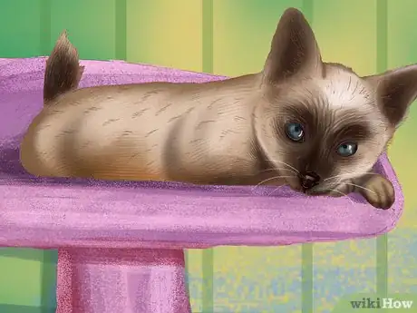 Imagen titulada Care for a Siamese Cat Step 6