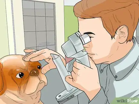 Imagen titulada Diagnose Eye Problems in Pugs Step 8
