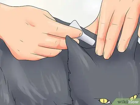 Imagen titulada Treat Ear Haematomas in Cats Step 15