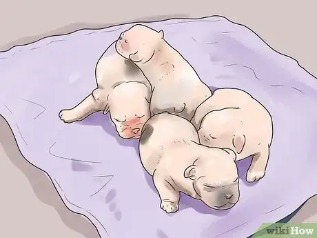 Imagen titulada Breed Dogs Step 20