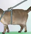 hacer un arnés para tu gato gordo