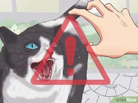 Imagen titulada Catch a Stray Cat Step 3