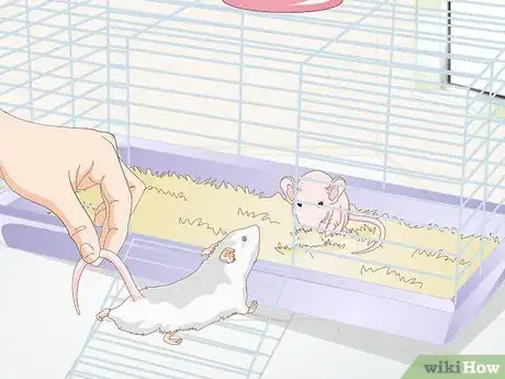 Imagen titulada Care for a Hairless Rat Step 10