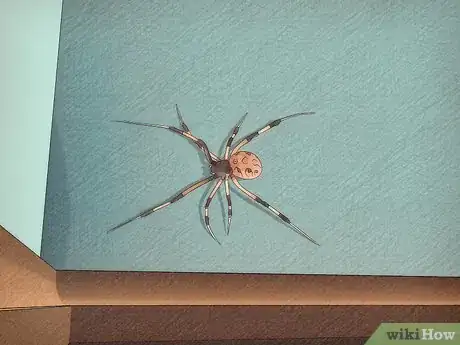 Imagen titulada Identify a Brown Widow Spider Step 1