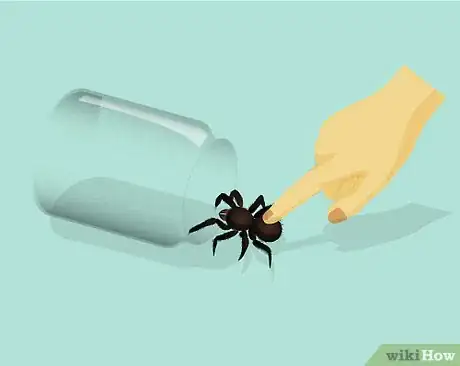 Imagen titulada Catch a Spider Step 8