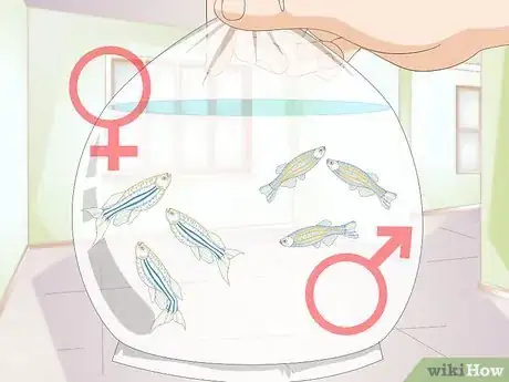 Imagen titulada Care for a Zebra Danio Step 7