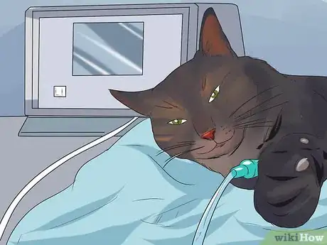 Imagen titulada Treat Feline Cancer Step 8