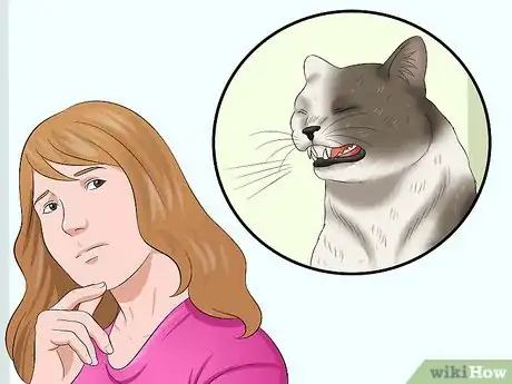 Imagen titulada Stop a Cat from Pulling Its Hair Out Step 1