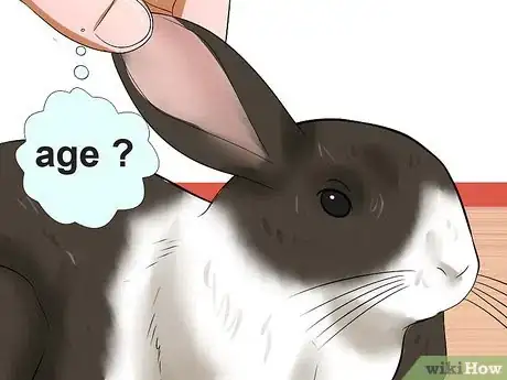 Imagen titulada Tell the Age of a Rabbit Step 2