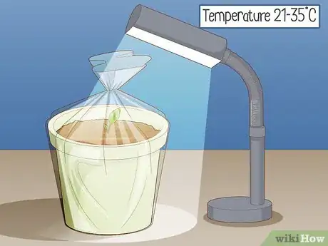 Imagen titulada Grow Turmeric Step 11