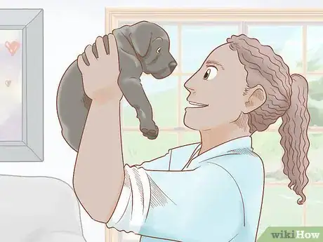 Imagen titulada Breed Cane Corso Step 22