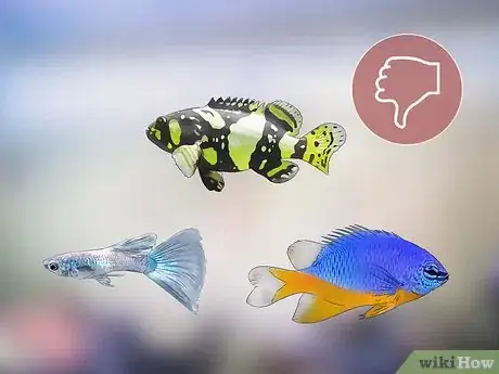 Imagen titulada Start a Saltwater Aquarium Step 3