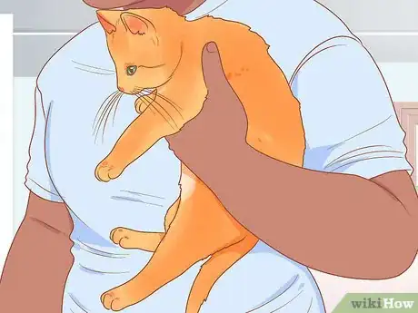 Imagen titulada Pick Up a Kitten Step 13