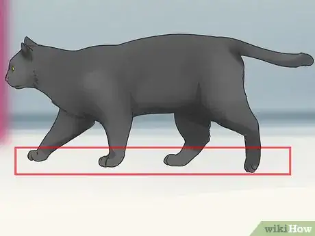 Imagen titulada Identify a Bombay Cat Step 5
