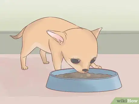 Imagen titulada Care for Your Chihuahua Puppy Step 1