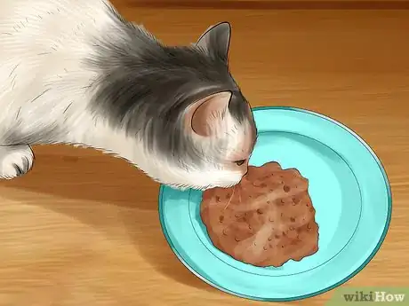 Imagen titulada Introduce Solid Food to Kittens Step 7