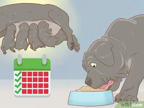 Imagen titulada Breed Cane Corso Step 18
