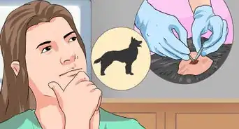 tratar problemas oculares en boston terriers
