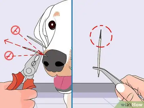 Imagen titulada Remove Porcupine Quills Step 10
