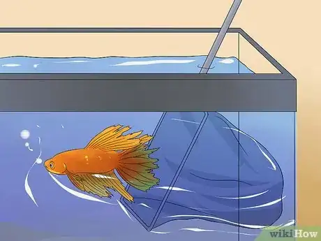 Imagen titulada Save a Dying Betta Fish Step 4