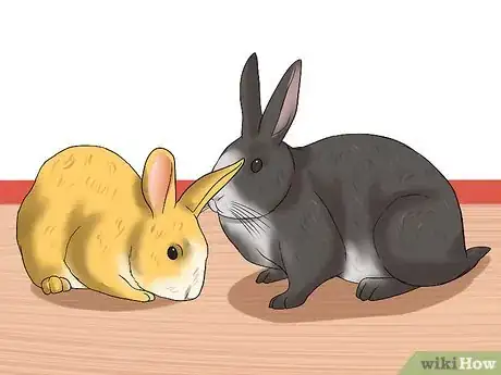 Imagen titulada Tell the Age of a Rabbit Step 6