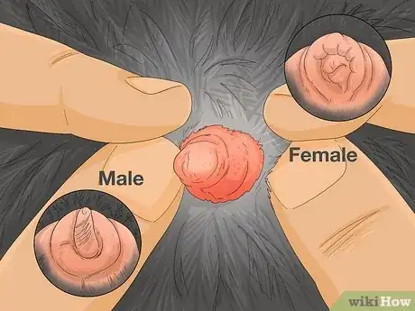 Imagen titulada Tell the Difference Between Male and Female Ducks Step 10