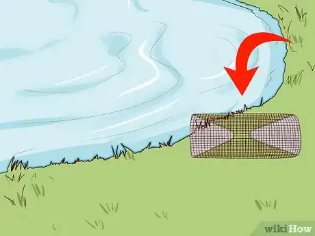 Imagen titulada Find Toads Step 10
