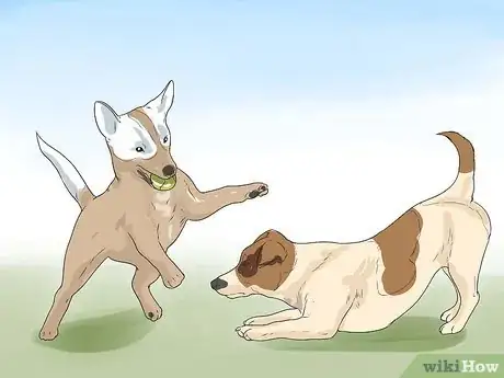 Imagen titulada Keep a Jack Russell Terrier Happy Step 12