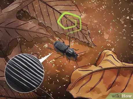 Imagen titulada Identify Beetles Step 9